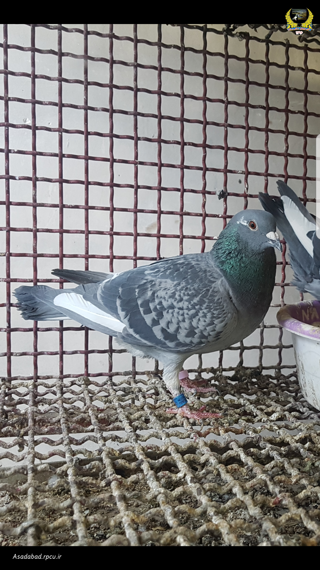 کلوپ کبوتران مسافتی اسداباد